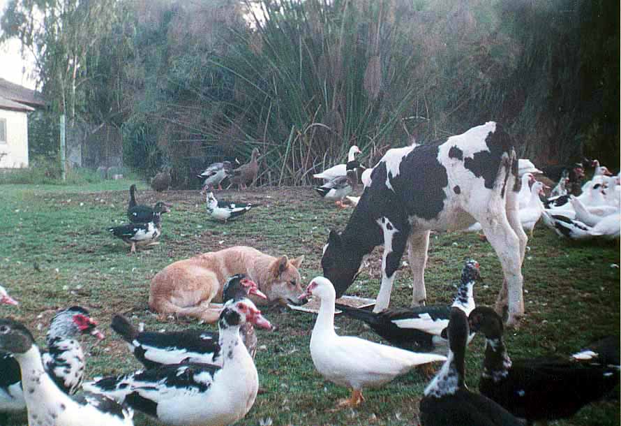 בית יתומים by roey and hadar - Illustrated by הדר דהאן ורועי וודקה - Ourboox.com