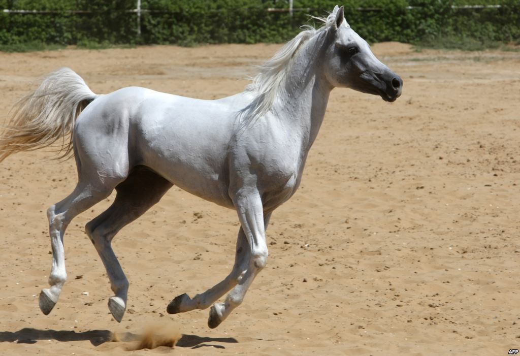 معلومات عن انواع الاحصنه by adam elimy - Ourboox.com