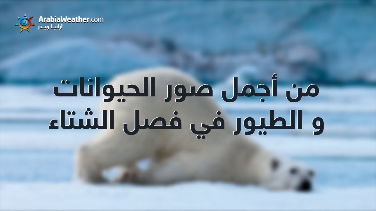 فصل الشتاء by fatheia namiri - Ourboox.com