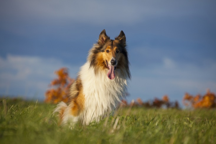 לאסי חוזרת הביתה by בן חלפון - כיתה ה
