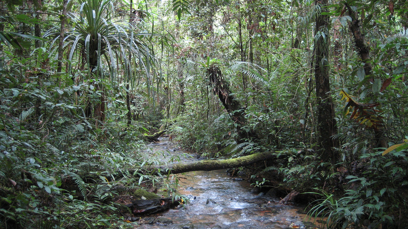 Rainforest by Brenden T - Ourboox.com