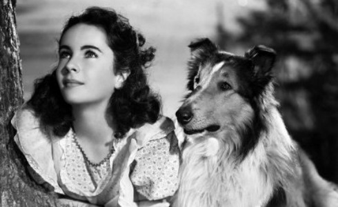 לאסי חוזרת הביתה by בן חלפון - כיתה ה