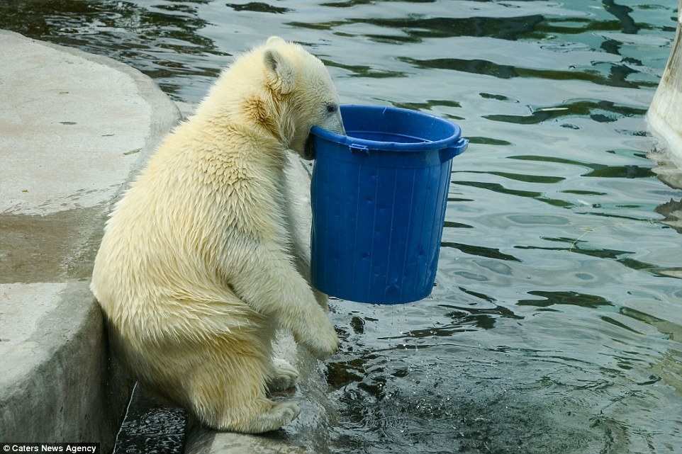 The Amazing Antarctica by Walker k - Ourboox.com