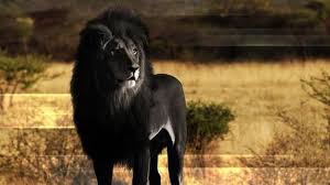 The Man with the Lion by Mirian de Bianchetti - Illustrated by Serena - Ourboox.com