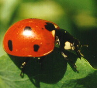 هيا نشاهد مظاهر الربيع by haneen - Ourboox.com