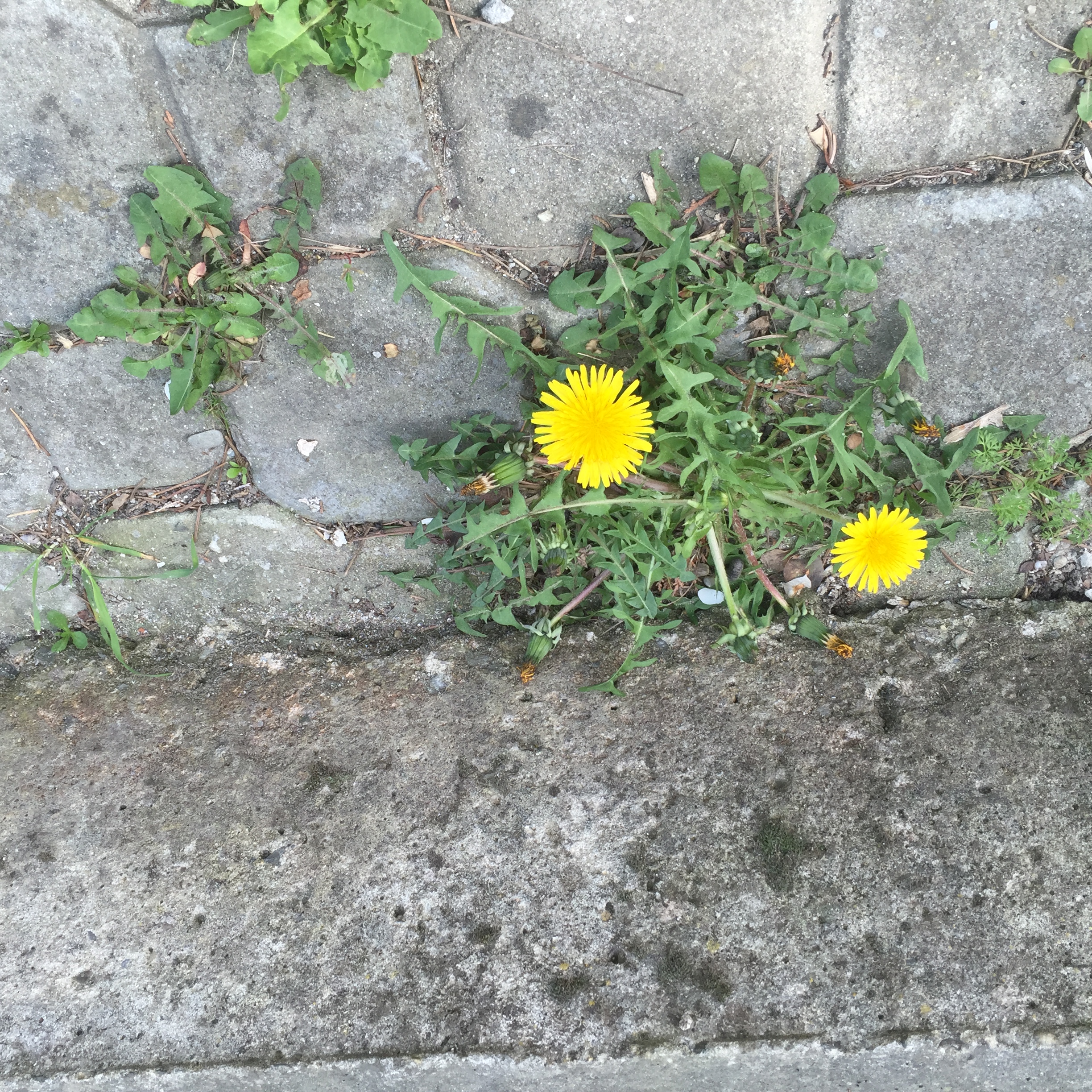 Çiçeklerdeki Renkler by Nuray CİN - Ourboox.com