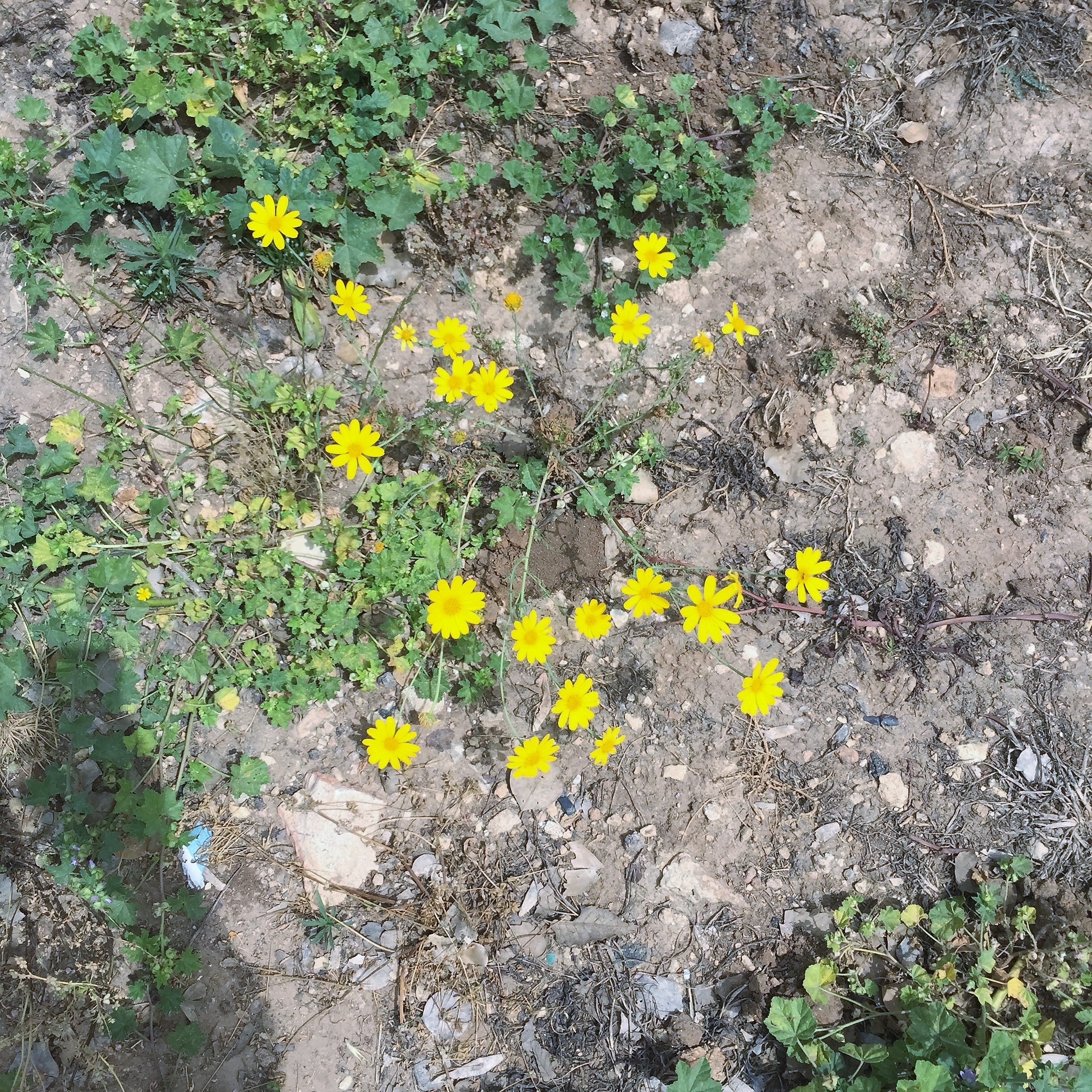 Found and Lost by Mel Rosenberg - מל רוזנברג - Ourboox.com