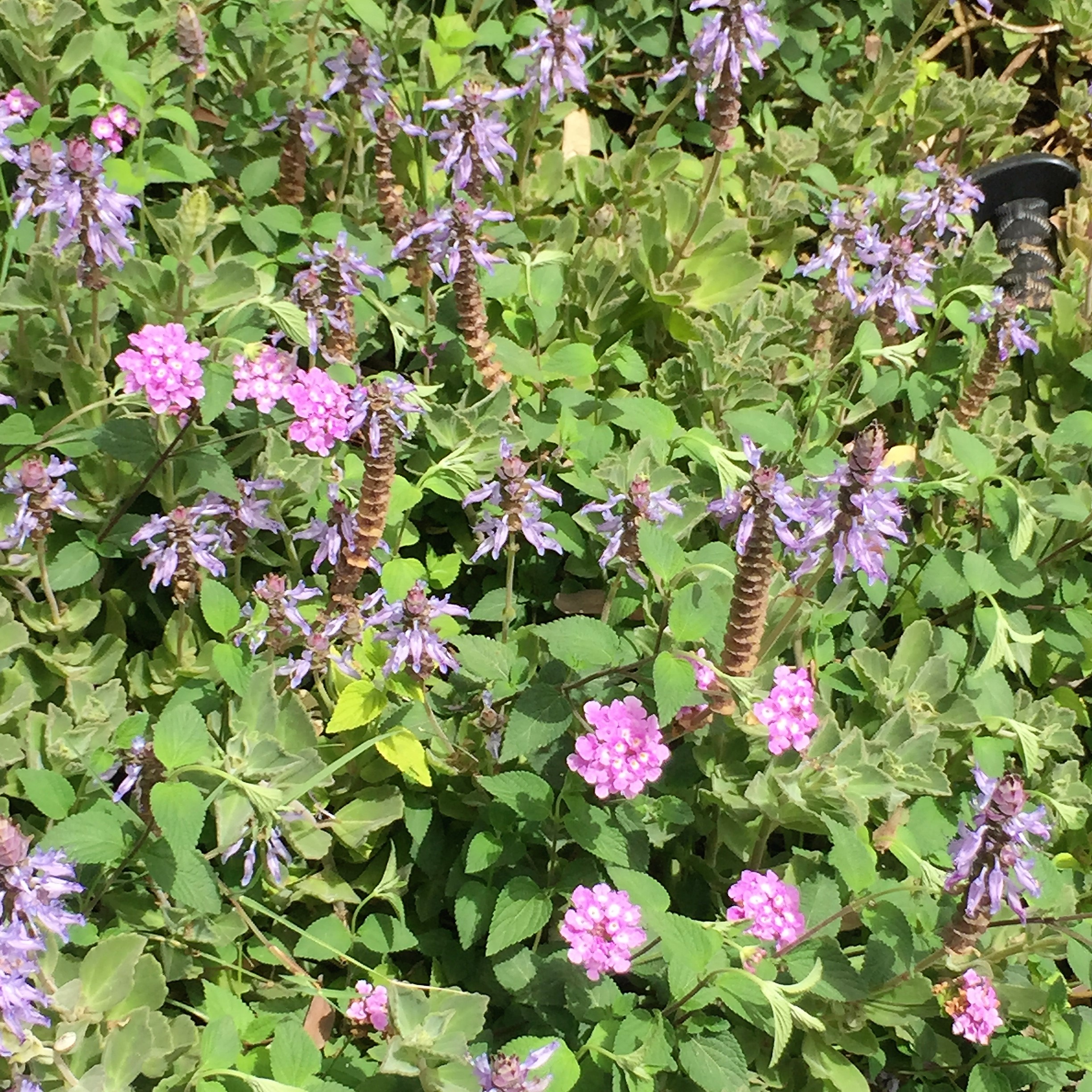 Found and Lost by Mel Rosenberg - מל רוזנברג - Ourboox.com