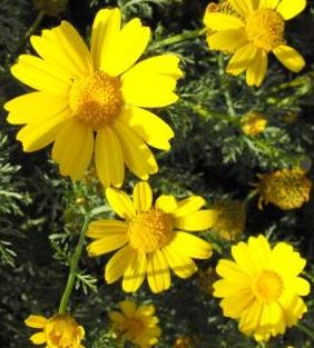 هيا نشاهد مظاهر الربيع by haneen - Ourboox.com