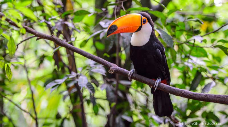 Rainforest by Brenden T - Ourboox.com