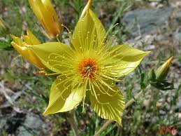 Savannas of Africa by Megan S - Ourboox.com