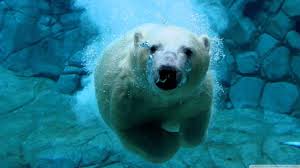 Arctic Ecosystem: Do You Know What Lives in the Arctic by Ava L - Ourboox.com