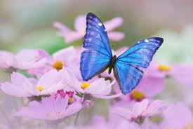 هيا نشاهد مظاهر الربيع by haneen - Ourboox.com