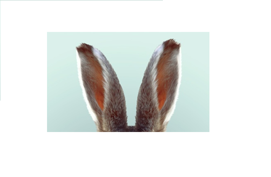 Who owns these ears ? by Hadar - Ourboox.com