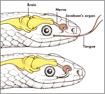 תופעות בזאולוגיה by batel and zimrat - Illustrated by התאמה ותפקוד - Ourboox.com