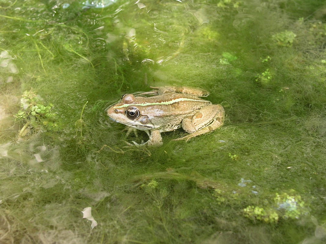 the princess and the frog by kukh - Ourboox.com