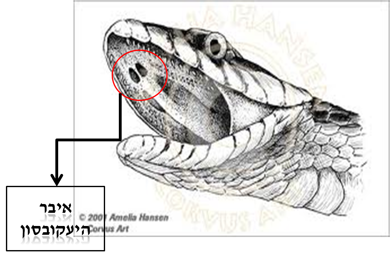 תופעות בזאולוגיה by batel and zimrat - Illustrated by התאמה ותפקוד - Ourboox.com