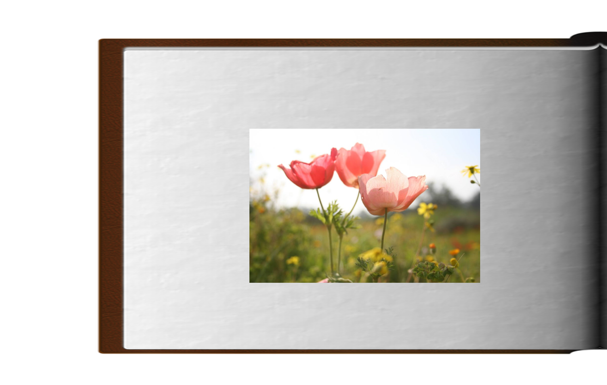 אגדת הפרחים האדומים by Avia stern - Ourboox.com