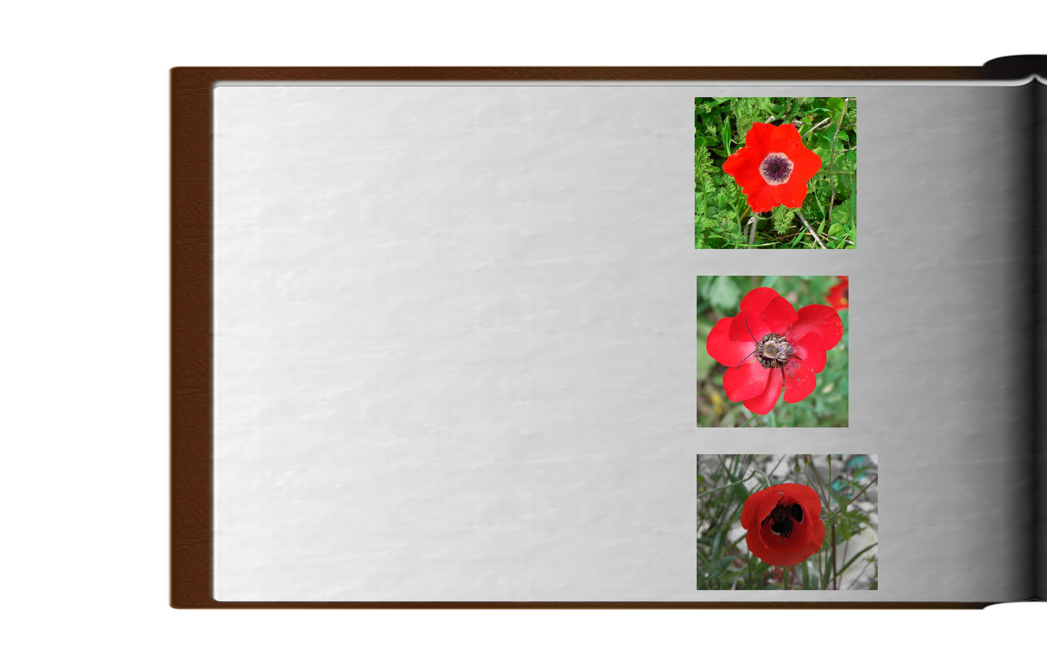 אגדת הפרחים האדומים by Avia stern - Ourboox.com