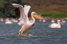 השקנאי by ronit ben hayun - Illustrated by רחל כץ ורונית בן חיון - Ourboox.com