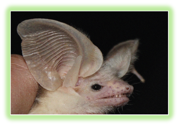 תופעות בזאולוגיה by batel and zimrat - Illustrated by התאמה ותפקוד - Ourboox.com