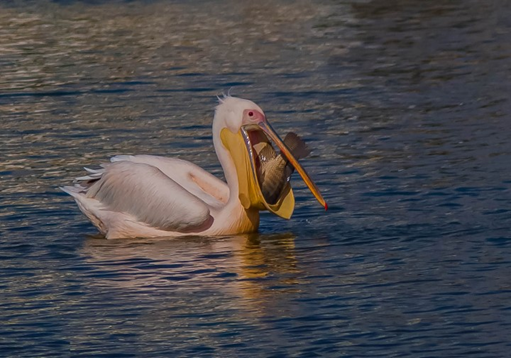 השקנאי by ronit ben hayun - Illustrated by רחל כץ ורונית בן חיון - Ourboox.com