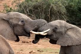 ?מדוע יש לפילים שֶׁנְהַבִּים ארוכים וחדק by sigal - Ourboox.com