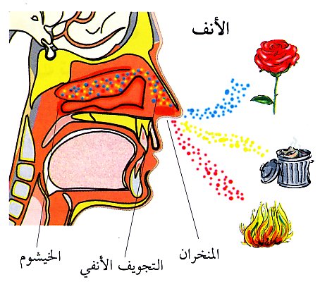 الحواس الخمسة by haneen - Ourboox.com