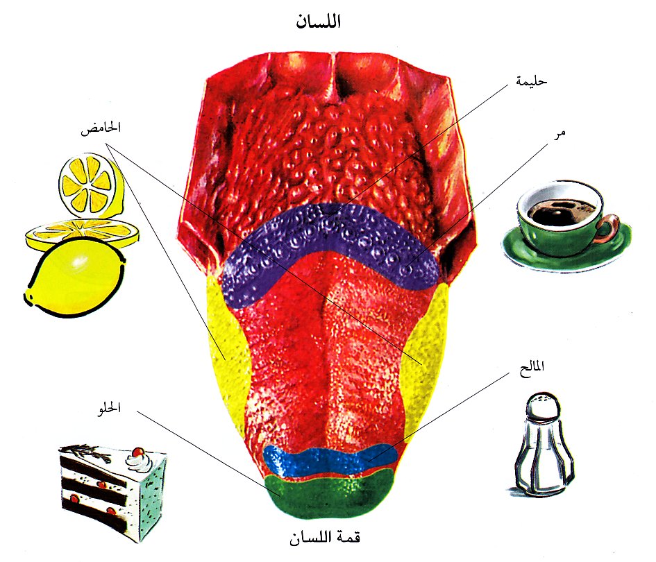 الحواس الخمسة by haneen - Ourboox.com