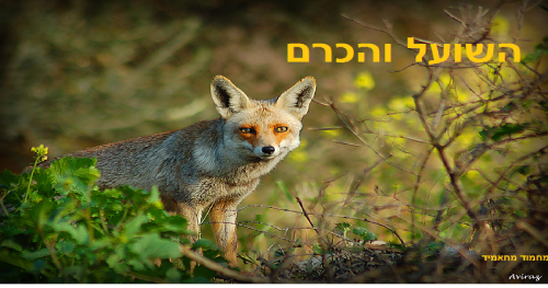 השועל והכרם by מורה הכיתה - Illustrated by mahmoud mahameed - Ourboox.com