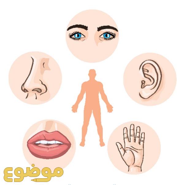 الحواس الخمسة by haneen - Ourboox.com