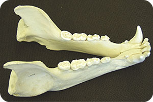 תופעות בזאולוגיה by batel and zimrat - Illustrated by התאמה ותפקוד - Ourboox.com