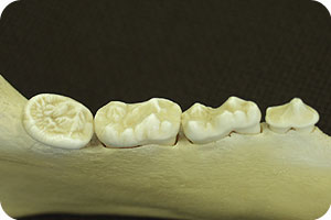 תופעות בזאולוגיה by batel and zimrat - Illustrated by התאמה ותפקוד - Ourboox.com