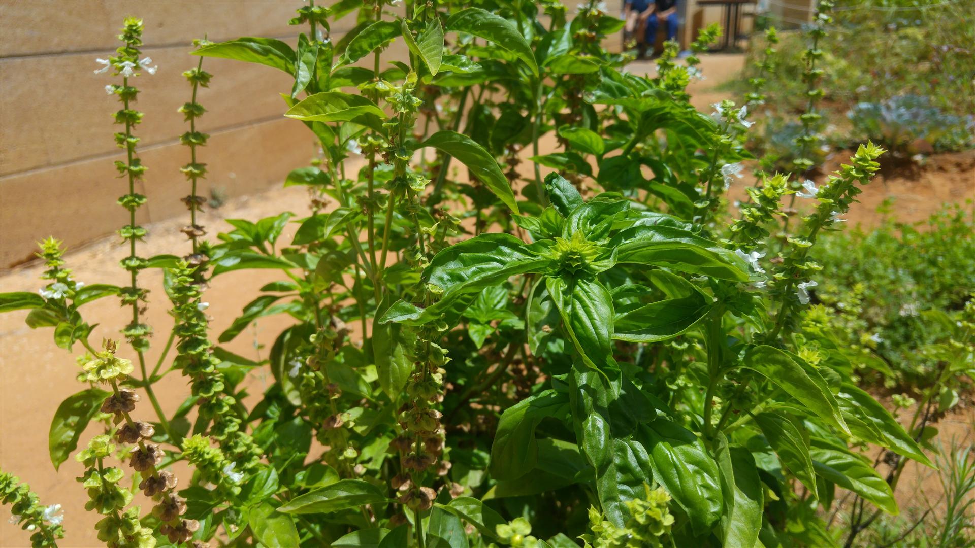 גינה וחממה אקולגית בבית ספר שיזף אור יהודה by אילן  - Ourboox.com