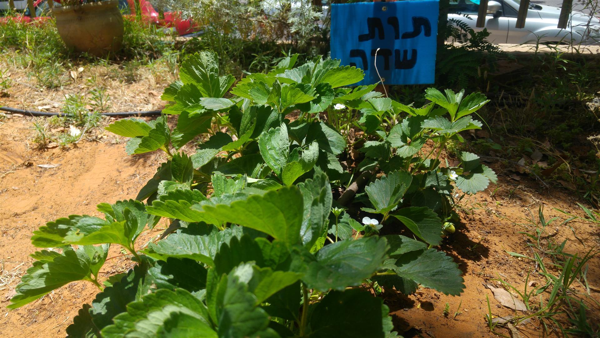 גינה וחממה אקולגית בבית ספר שיזף אור יהודה by אילן  - Ourboox.com