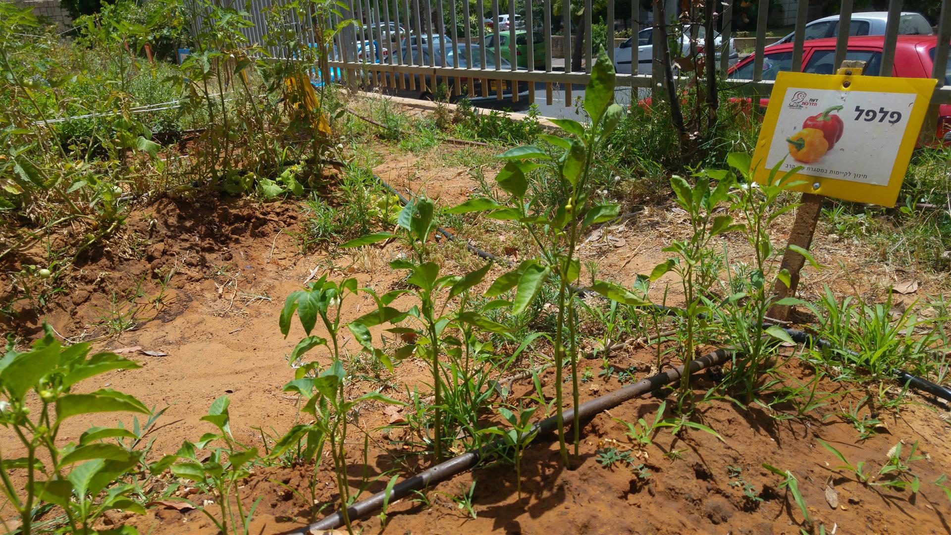 גינה וחממה אקולגית בבית ספר שיזף אור יהודה by אילן  - Ourboox.com