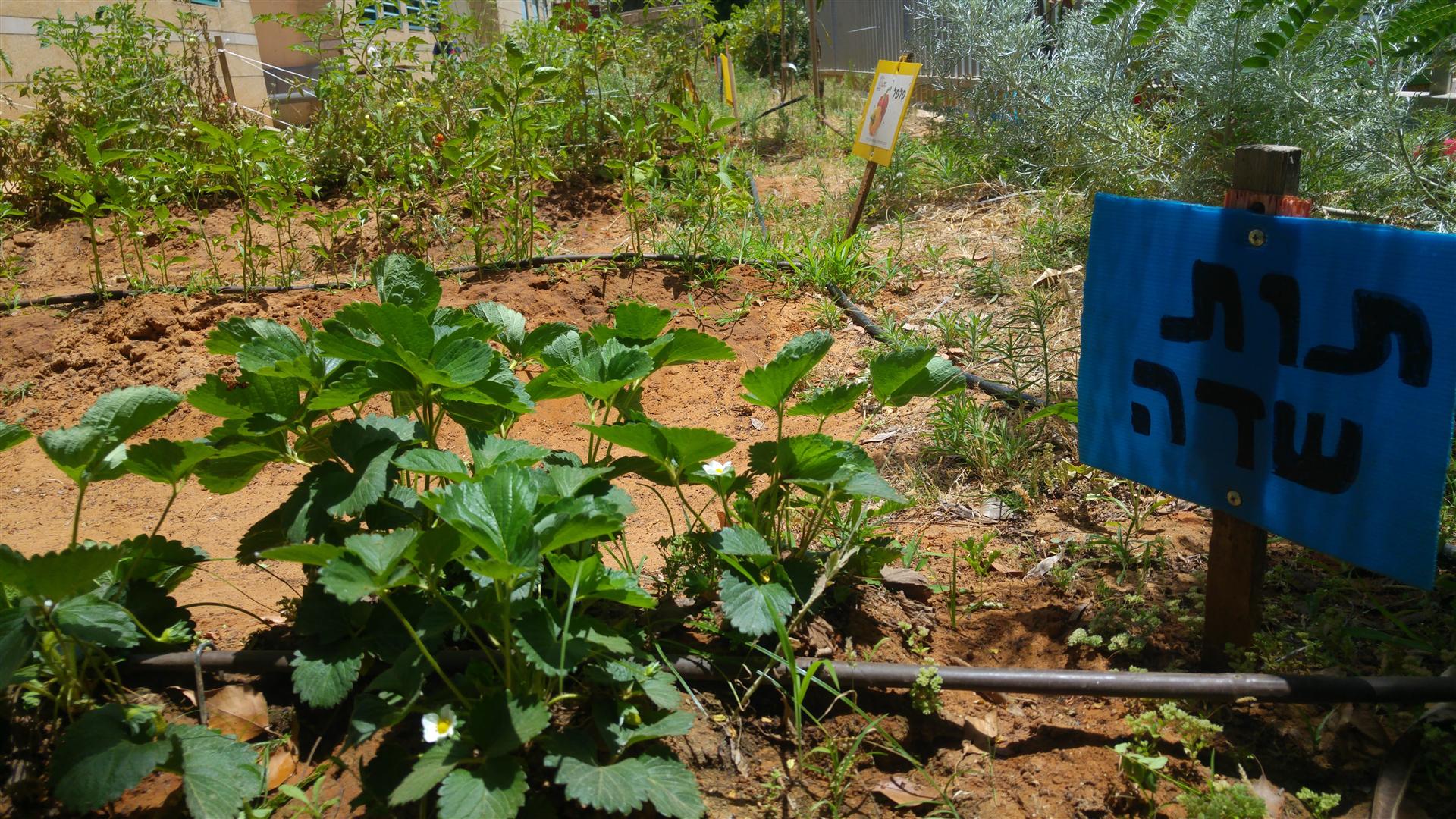 גינה וחממה אקולגית בבית ספר שיזף אור יהודה by אילן  - Ourboox.com