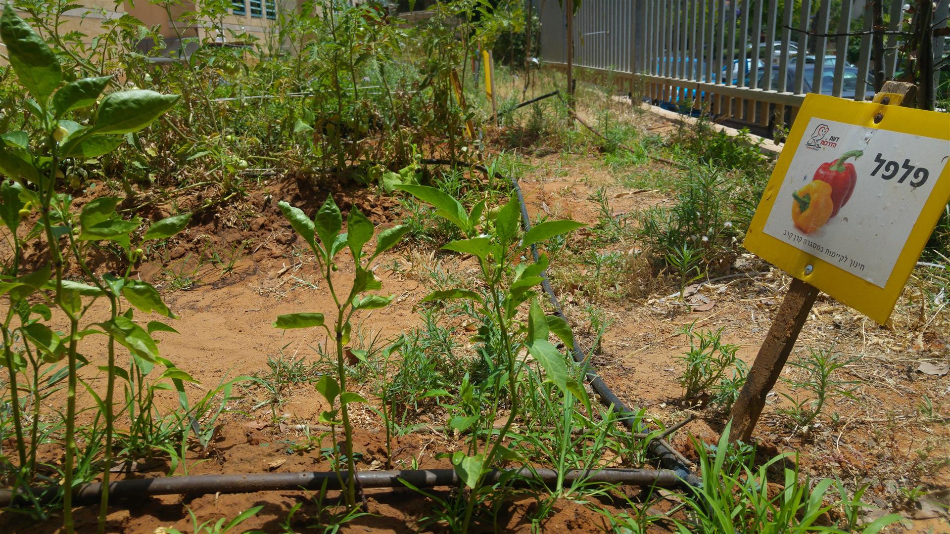 גינה וחממה אקולגית בבית ספר שיזף אור יהודה by אילן  - Ourboox.com