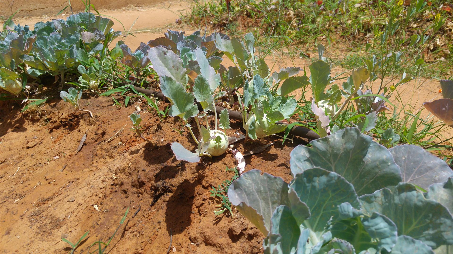 גינה וחממה אקולגית בבית ספר שיזף אור יהודה by אילן  - Ourboox.com