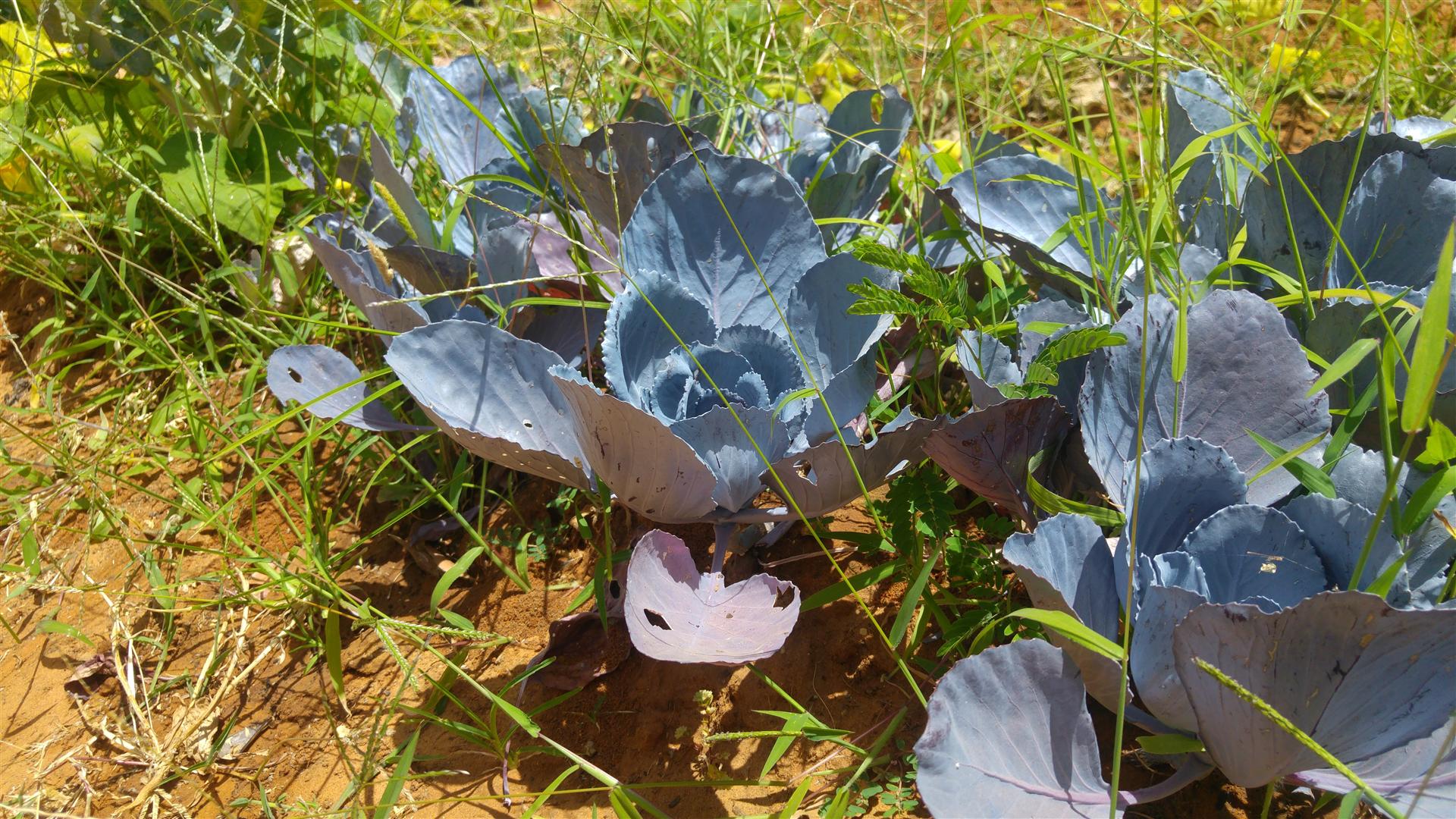 גינה וחממה אקולגית בבית ספר שיזף אור יהודה by אילן  - Ourboox.com
