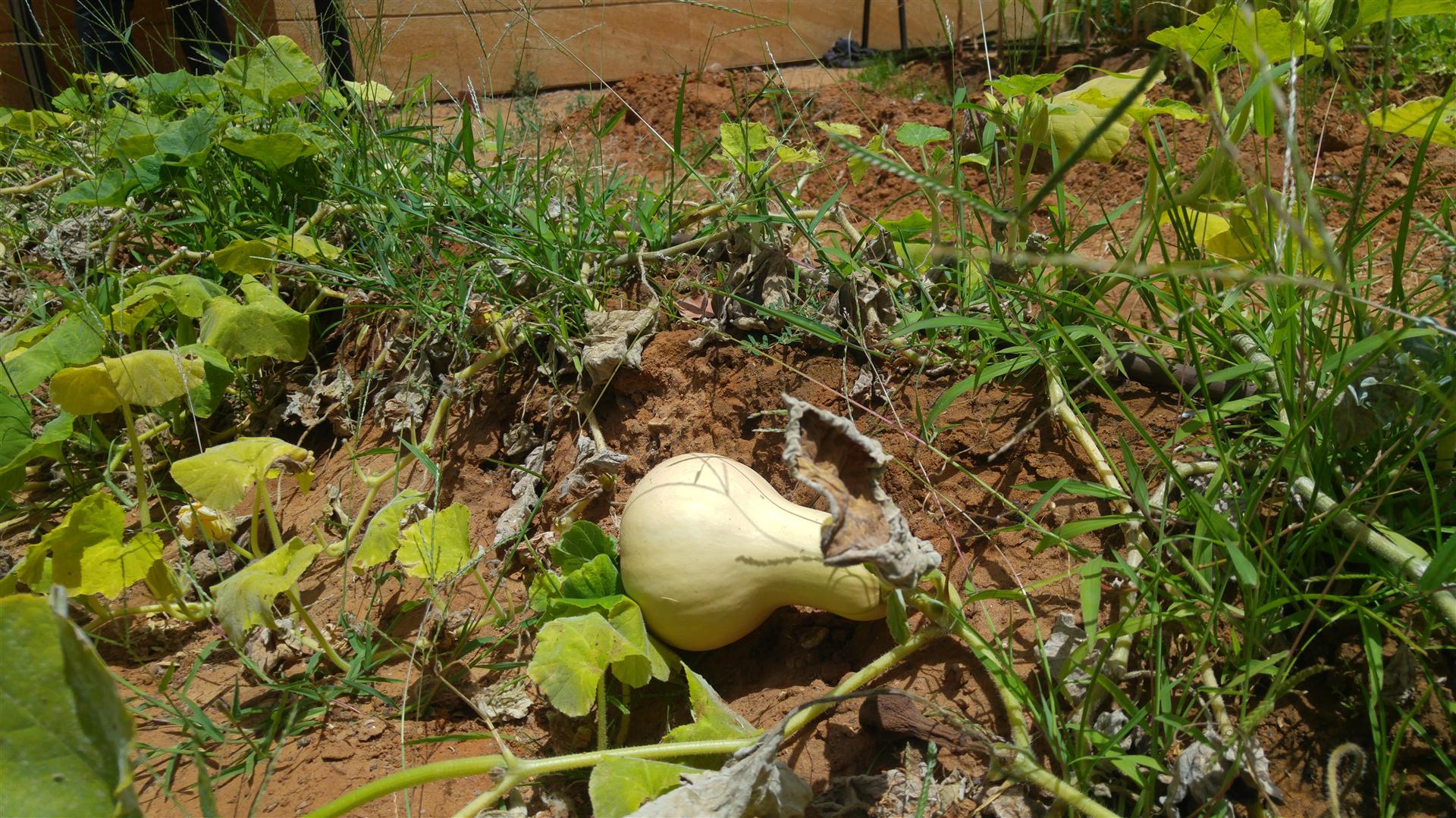 גינה וחממה אקולגית בבית ספר שיזף אור יהודה by אילן  - Ourboox.com