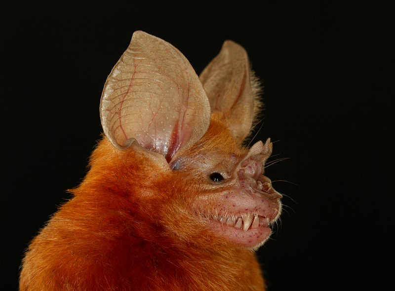 תופעות בזאולוגיה by batel and zimrat - Illustrated by התאמה ותפקוד - Ourboox.com