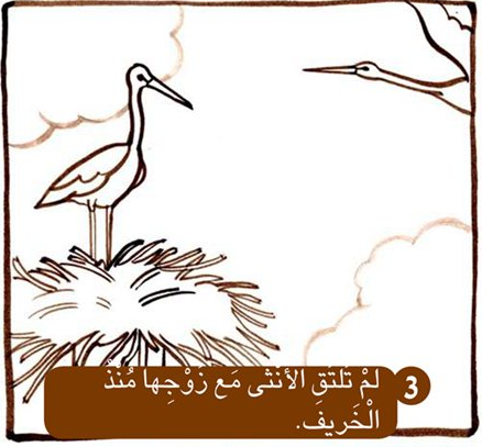 اللقلق يعود الى العش by islamkittany - Ourboox.com
