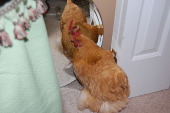 מניע הסקרנות by Maya Avigdor - Illustrated by מאיה אביגדור ויסמין פוגרוב - Ourboox.com