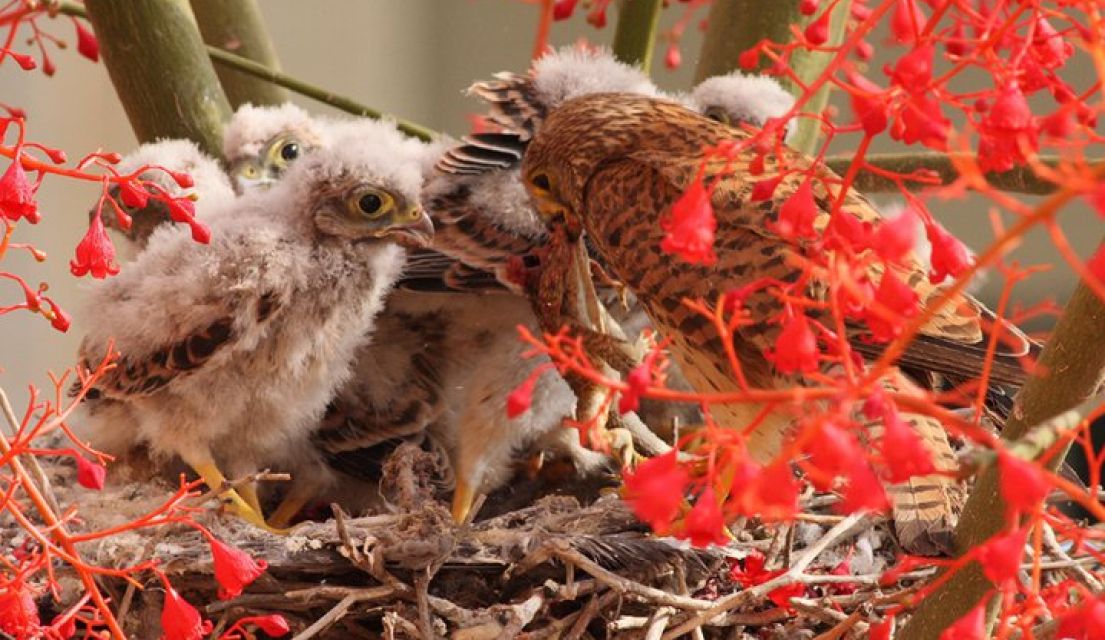 להציל את הבזים by ira - Illustrated by אירנה אטיאס ודפנה פוגל - Ourboox.com