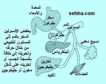 البنكرياس by nadya nadya - Illustrated by ناديا جبارين - Ourboox.com