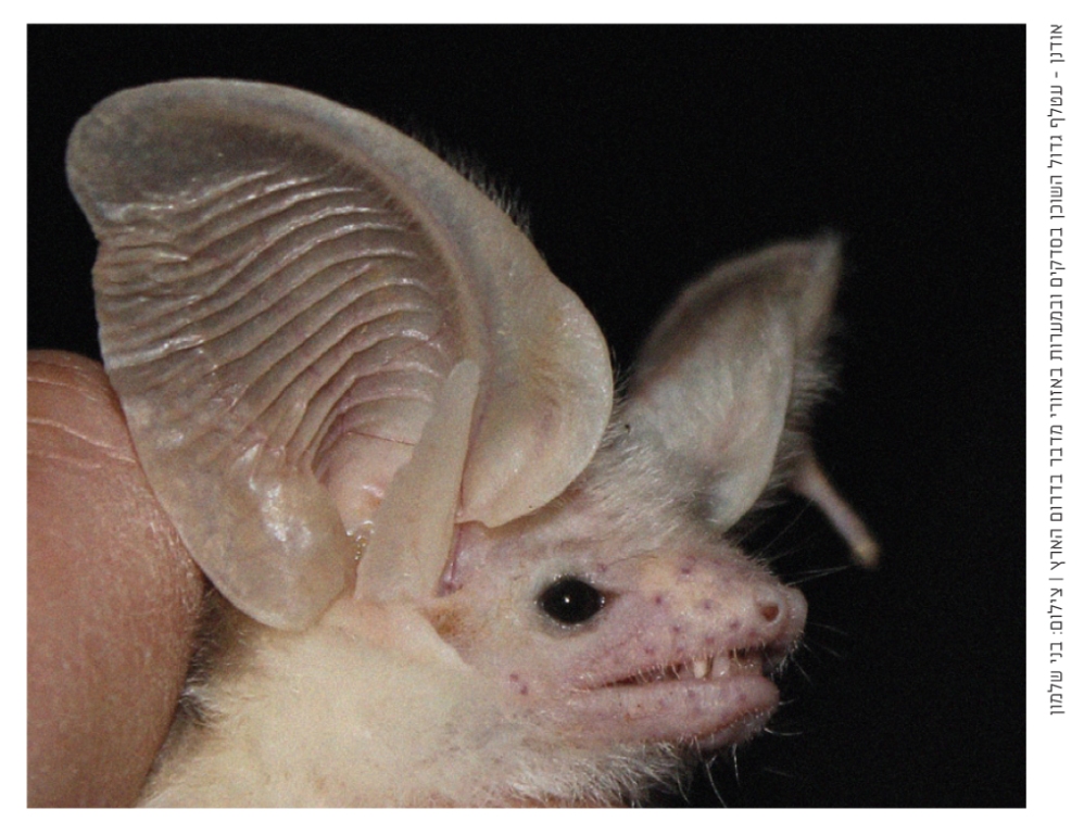 התאמה ותפקוד by ORTAL - Ourboox.com