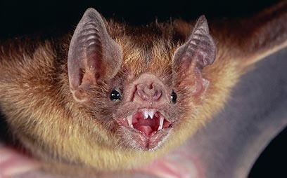 התאמה ותפקוד by ORTAL - Ourboox.com