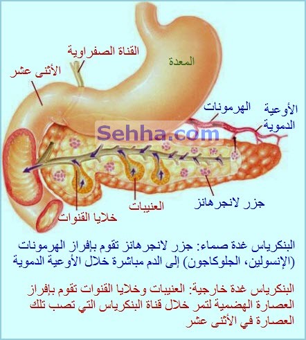 البنكرياس by nadya nadya - Illustrated by ناديا جبارين - Ourboox.com