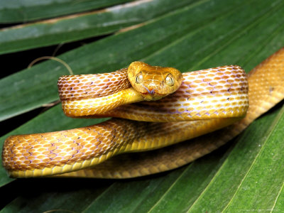 Serpents with Wings by Syd - Ourboox.com